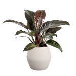 june split low 46cm linen white